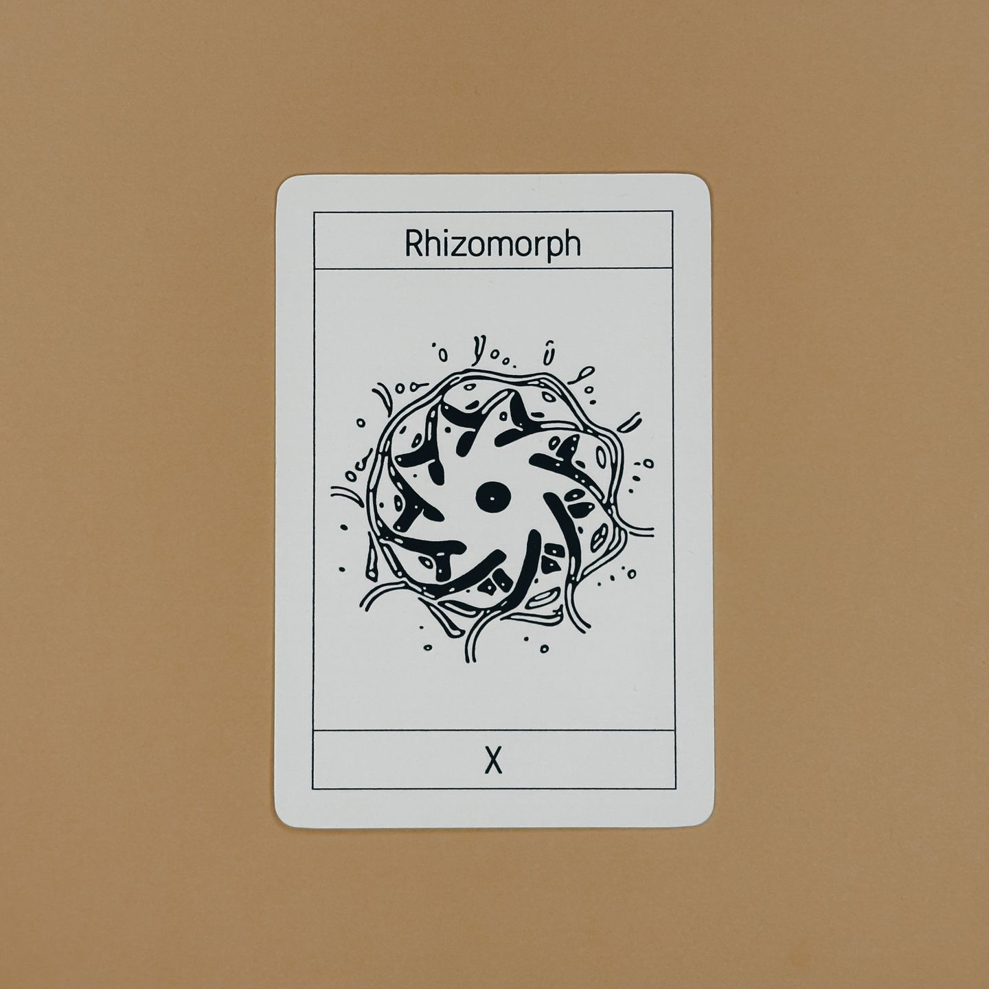 10. Rhizomorph