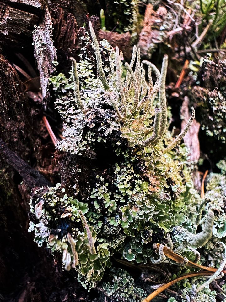 Lichens sprouting off the side of a tree trunk that looks like a miniature cliff