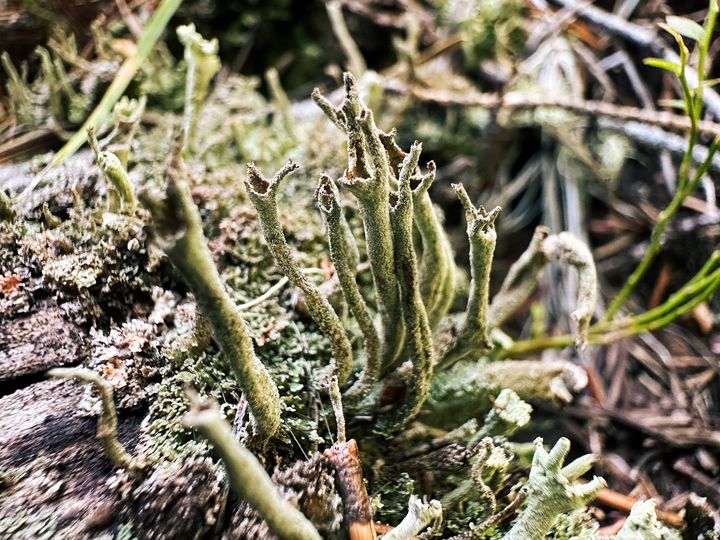 Lichens sprouting up that look like tiny trumpets