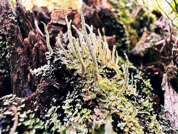 Another landscape of lichens on a tree trunk that looks like a tiny hill