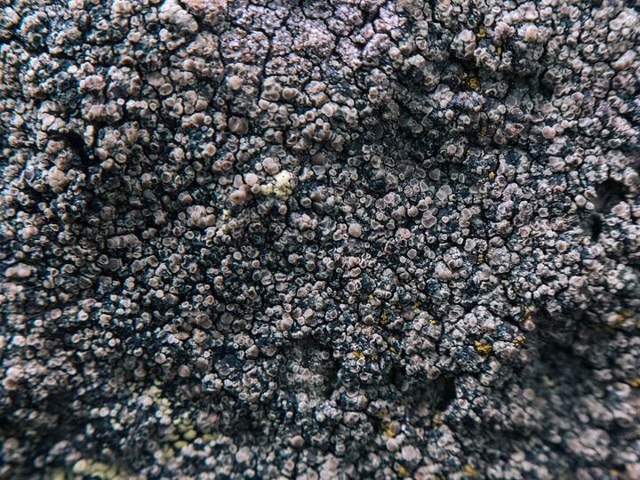 Tiny nodules of lichen on rock