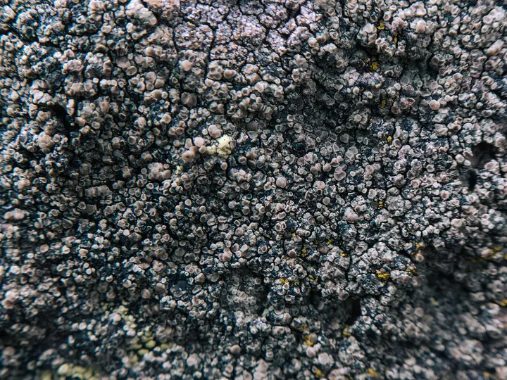 Tiny nodules of lichen on rock