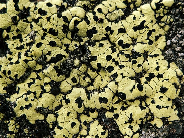 Yellow and black lichen