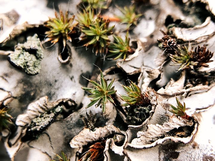 Star shaped moss growing between a flat lichen