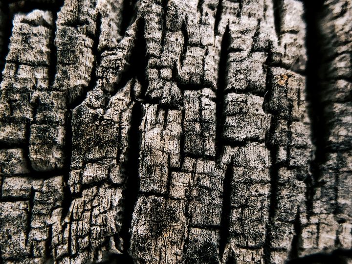 Close up of the edge of a cut stump