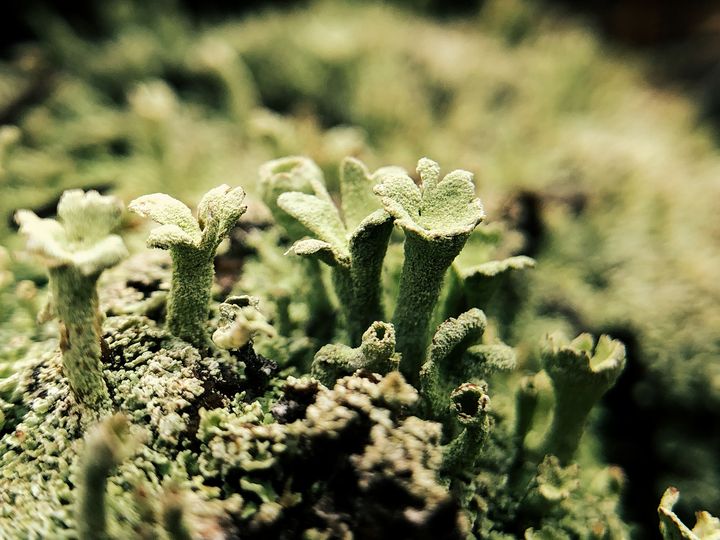 Light green lichen shaped a bit like sea anemones