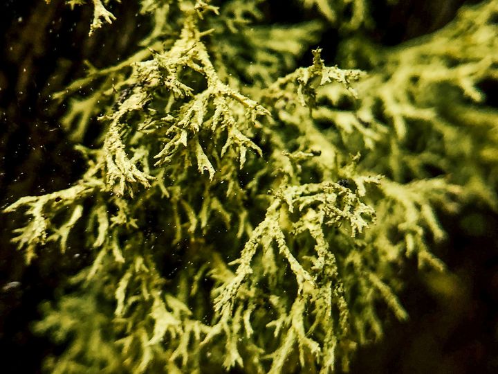 Lime green lichen shaped like the roots of a tree hanging downward