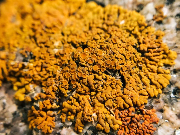 An orange lichen shaped like tiny cups