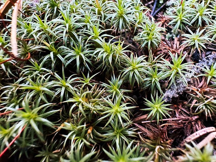 Star shaped moss growing amongst pine needles