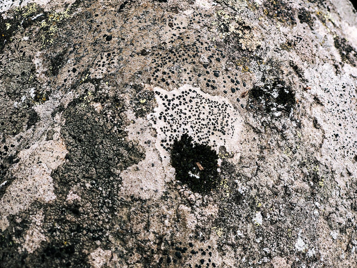 Lichens on the surface of a stone